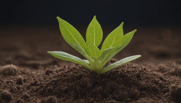 A Green Awakening Seedlings Stirring to Life photo
