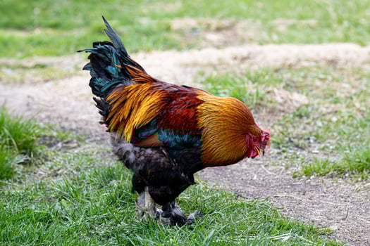 Magnificent colorful rooster stands on the grass. General view, right side. For ad poultry farming, agriculture eco ranch banner, veterinary information photo
