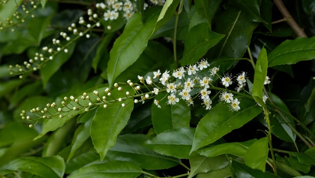 Portuguese laurel cherry flowers photo