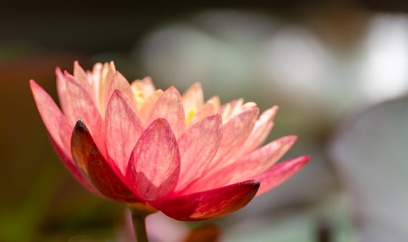 Pink lotus water lily flower in pond, waterlily with green leaves blooming photo
