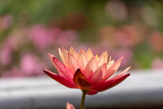 Pink lotus water lily flower in pond, waterlily with green leaves blooming photo