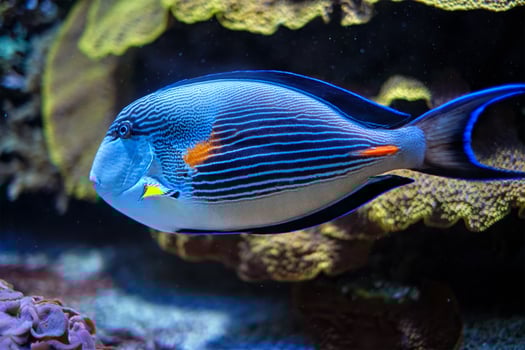 Sohal Surgeonfish underwater photo