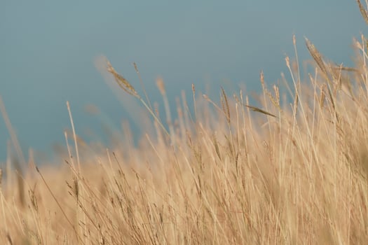 Blur grass flower, Nature peaceful scenery mist autumn photo