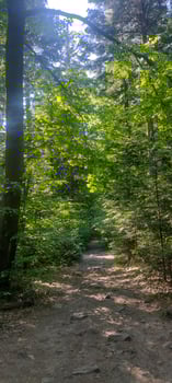 A forest with many trees and a clear blue sky. The trees are tall and green, and the sunlight is shining through the leaves, creating a peaceful and serene atmosphere. photo