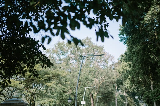 A traditional horse-drawn carriage delman in Bogor, offering a glimpse of the city's cultural charmA street lamp nestled among lush, green trees, casting a serene glow. photo