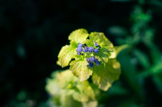 beautiful beautiful wild flowers that bloom in the forest photo