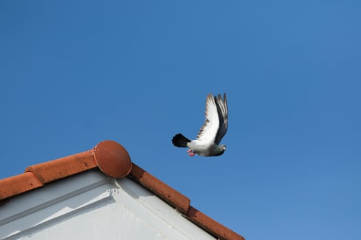 moment of homing pigeon take off to fly from home roof photo