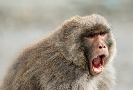 Portrait close-up of a monkey in the forest photo