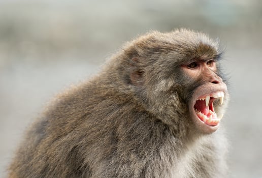 Portrait close-up of a monkey in the forest photo