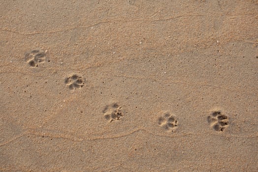 Dog footprints on the sandy beach photo