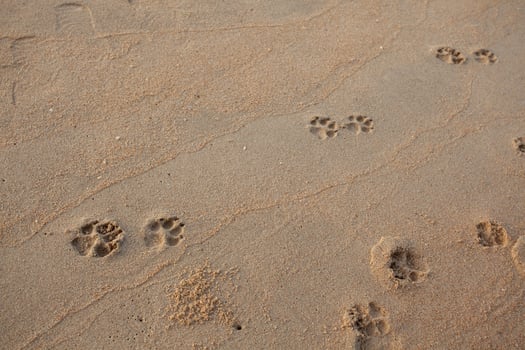 Dog footprints on the sandy beach photo