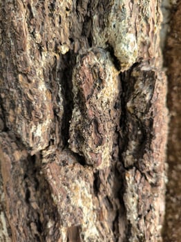 close up the texture of bark pine tree photo