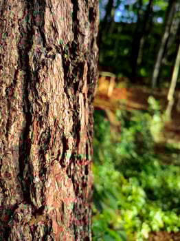 close up the texture of bark pine tree photo