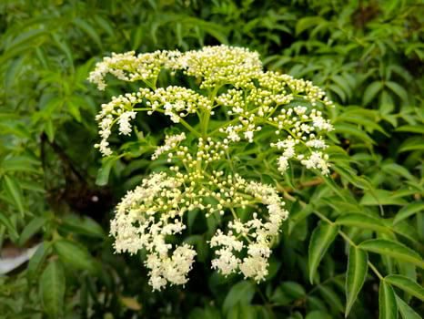 Chinese elder or Sambucus javanica flowers. Adoxaceae perennial plants. It has many white florets on corymbs in summer and has yellow glands. photo