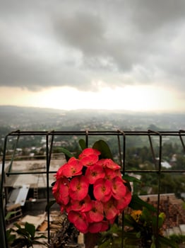 Red Euphorbia flowers, or Euphorbia milii with valley and sky background photo