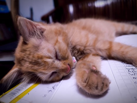 Unusual pose of cute baby cat photo