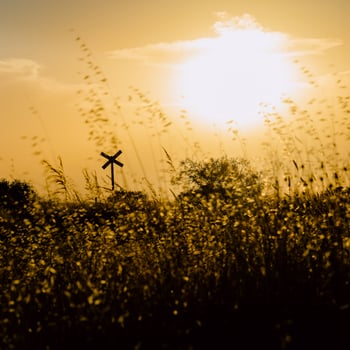 sunny backlighting in the countryside photo