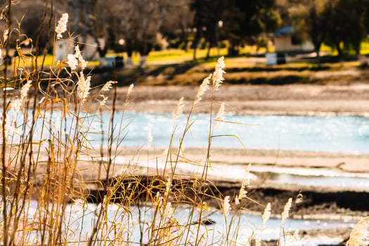 reeds and panicles on the river shore photo