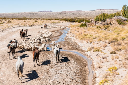 Summer grazing in the Neuquen mountain range photo