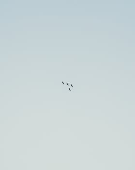 Birds Harmony in Flight photo