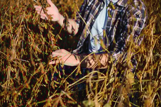 Farmer's hand holding soybean seeds. Healthy Organic Product. Good harvest concept. photo