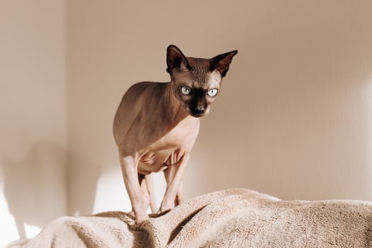 A bald cat of the Canadian Sphynx breed. photo