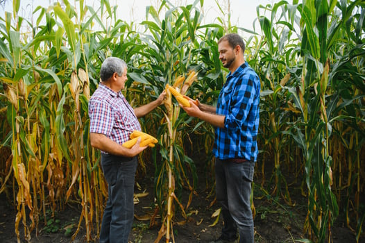 farmer and an agronomist working in field inspect ripening corn cobs. two Businessman checks ripening of corn cobs. concept of agricultural business. I work as businessman in agriculture photo