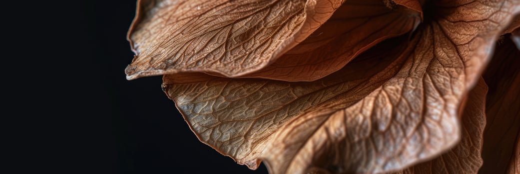 Dried Flower Petal Texture on Black Background, Elegant Nature Detail photo
