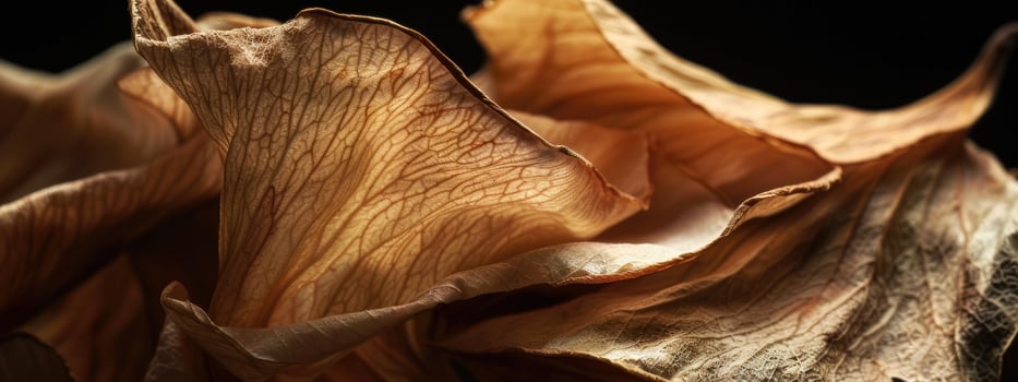 Dried Flower Petal Texture on Black Background, Elegant Nature Detail photo