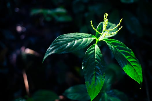 beautiful leaf plants in the forest photo