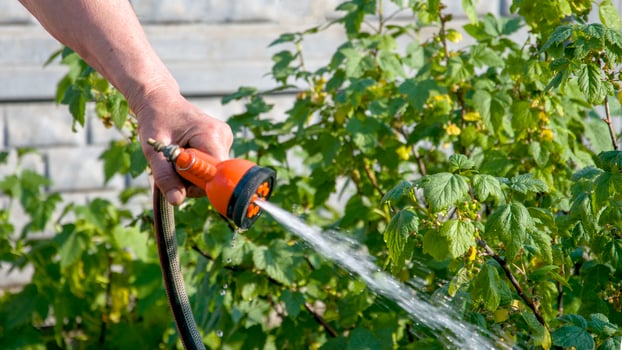 Person using a hose to water a plant in the garden photo