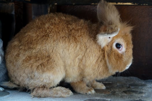 A fluffy brown rabbit is resting comfortably in a cozy corner photo