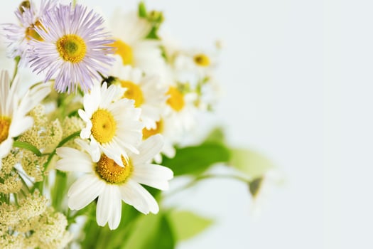 Summer, holiday card with wild flowers on a light blue background photo