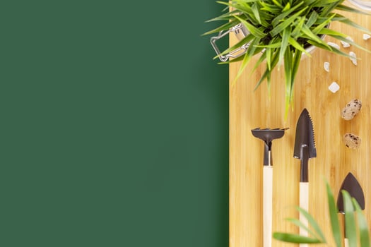 Garden tools and plants on a wooden board on green backgrounds photo