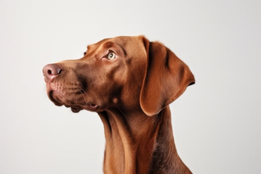 Brown Dog Looking To The Side photo
