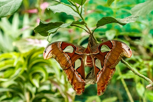 macro beautiful butterfly Attacus lorquin photo