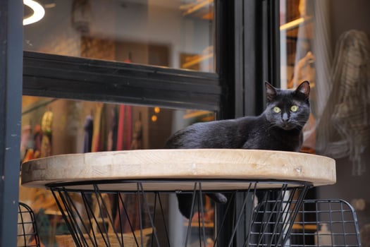 black color color cat sitting on a chair at istanbul cafe street photo