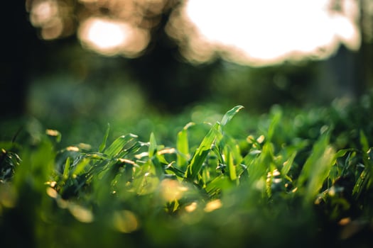 Green grass background in evening summer,Dark green grass in nature photo