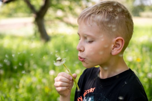 Little boy blowing dandelion seeds on green meadow background. photo