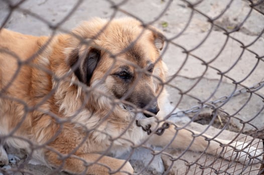 a dog on a chain lies on the ground in the doorway of a country house photo