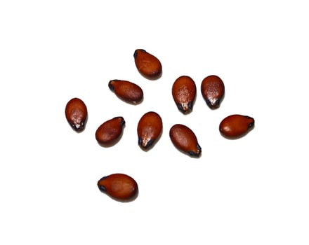 Watermelon seeds isolated on white background photo