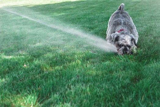 Wet happy pet schnauzer dog puppy playing with water, drinking from sprinkler in a hot summer day photo