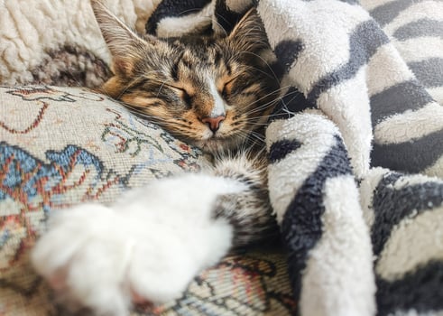 Cute striped kitten lying covered white light blanket on bed and sleeping . Concept of adorable pets photo