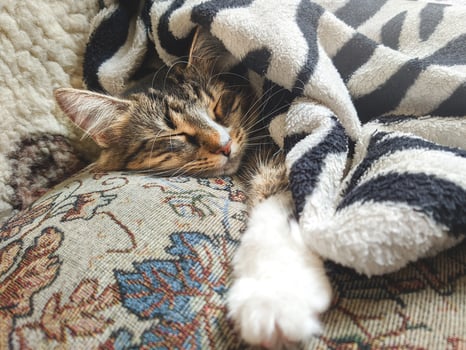 Cute striped kitten lying covered white light blanket on bed and sleeping . Concept of adorable pets photo