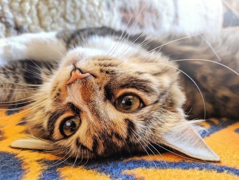 Funny cat lays on his back on bed in morning sun lights photo