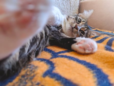 Funny cat lays on his back on bed in morning sun lights photo