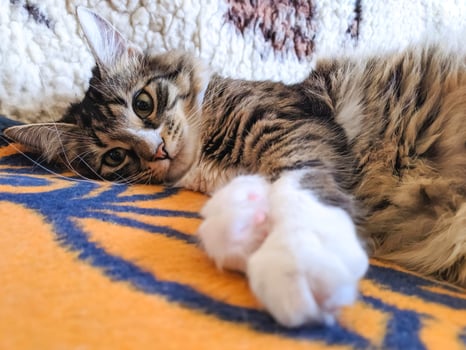 Funny cat lays on his back on bed in morning sun lights photo