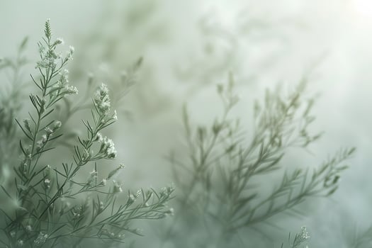 A small plant with white flowers in the middle of it photo