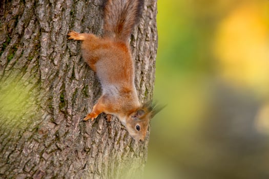 Close-up shot of the Red Squirrel photo