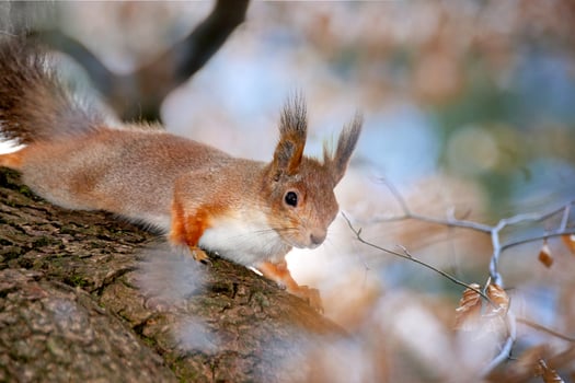 Close-up shot of the Red Squirrel photo
